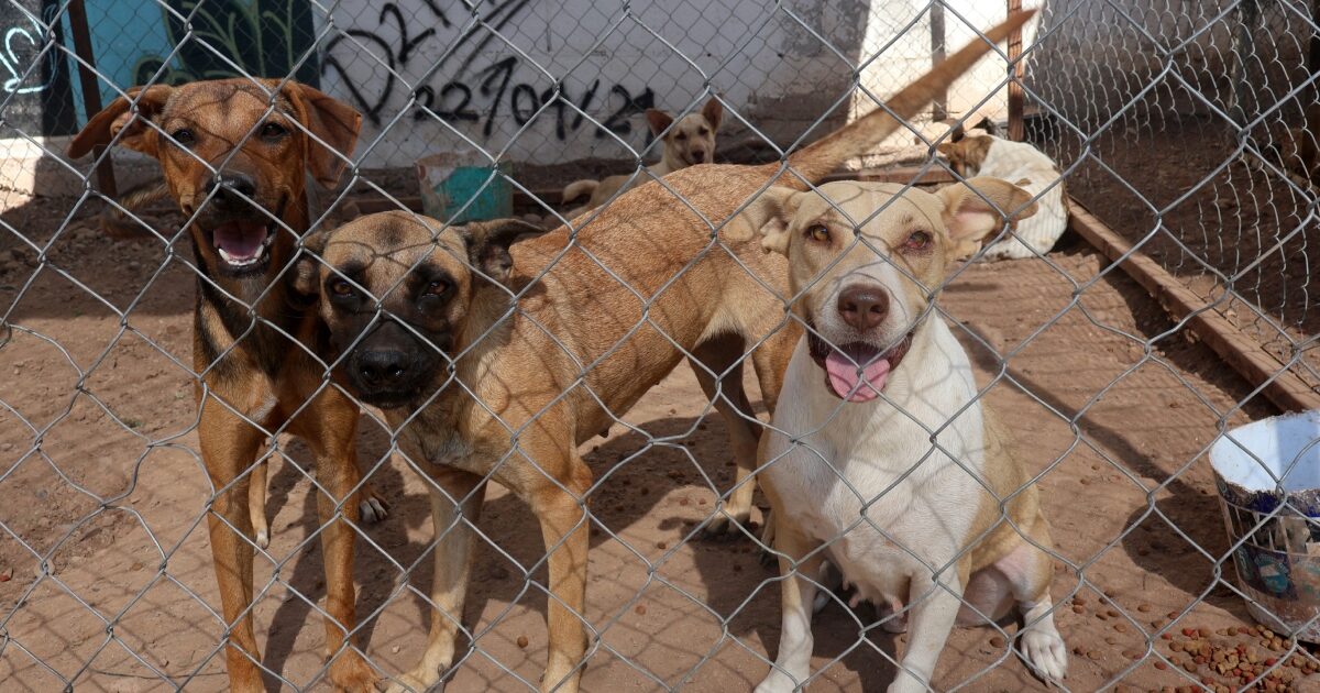 El abandono de perros pone a prueba la capacidad de los refugios.jpg